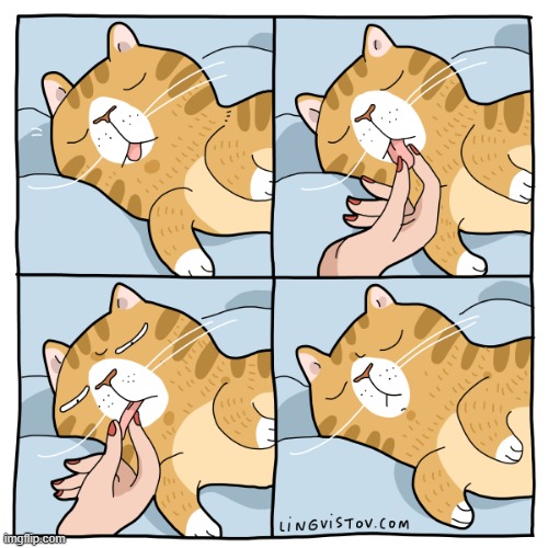 A Cat Lady's Way Of Thinking | image tagged in memes,comics,cat lady,play,cats,tongue | made w/ Imgflip meme maker