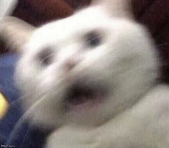 Cat shaking | image tagged in cat shaking | made w/ Imgflip meme maker