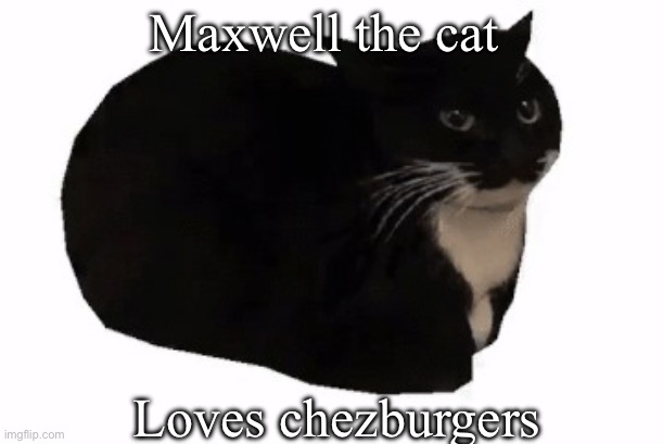 maxwell the cat | Maxwell the cat; Loves chezburgers | image tagged in maxwell the cat,cats | made w/ Imgflip meme maker