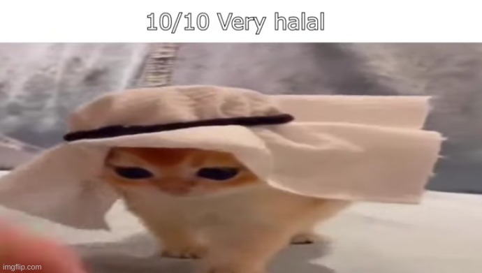Halal Cat Imgflip