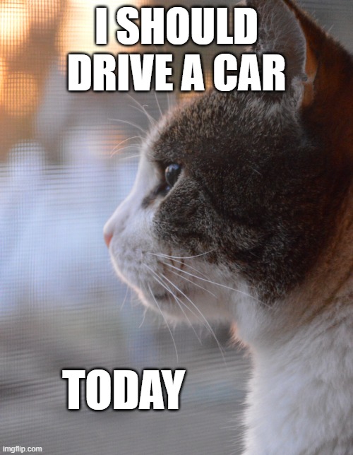 I should drive a car | I SHOULD DRIVE A CAR; TODAY | image tagged in i should drive,cats,funny | made w/ Imgflip meme maker