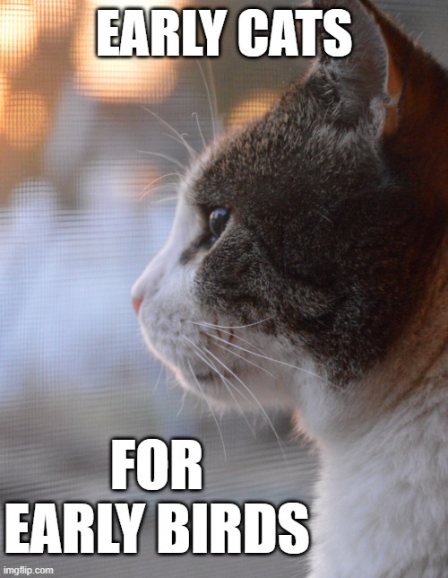 Early bird cat | EARLY CATS; FOR EARLY BIRDS | image tagged in i should drive | made w/ Imgflip meme maker