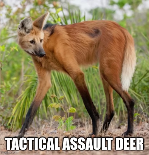 tactical assault deer | TACTICAL ASSAULT DEER | image tagged in haha | made w/ Imgflip meme maker