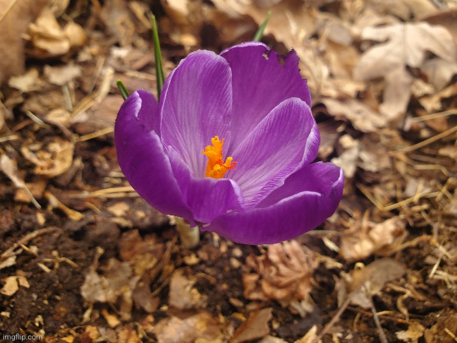 A woodlands crocus | image tagged in nice,photography | made w/ Imgflip meme maker
