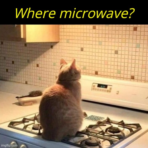  Where microwave? | image tagged in funny memes,funny cat memes | made w/ Imgflip meme maker