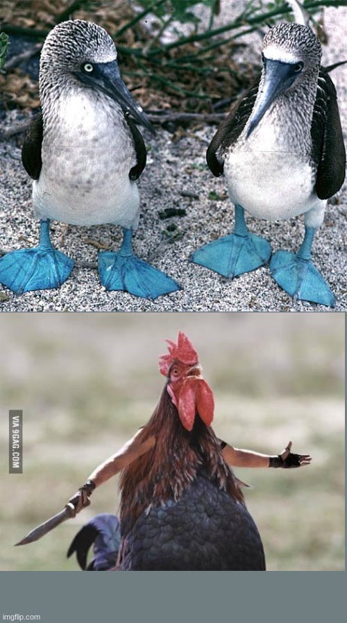 Blue Footed Boobies | image tagged in blue footed boobies | made w/ Imgflip meme maker