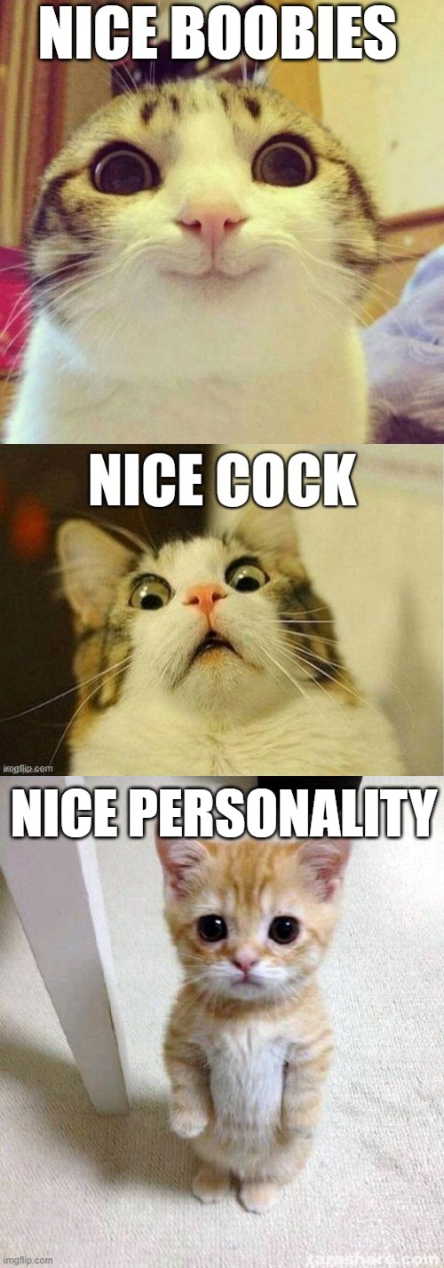 NICE PERSONALITY | image tagged in memes,cute cat | made w/ Imgflip meme maker