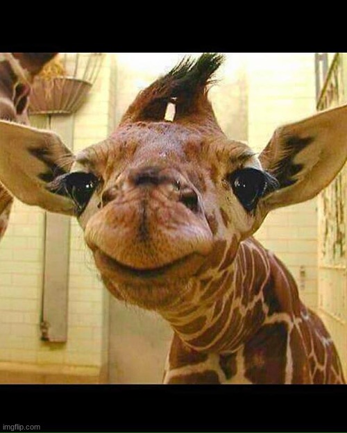 baby giraffe | image tagged in baby giraffe | made w/ Imgflip meme maker