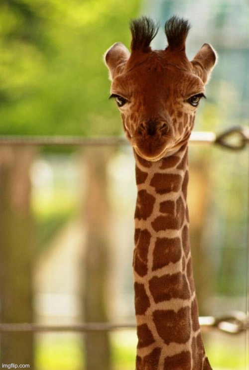 no comment giraffe | image tagged in no comment giraffe | made w/ Imgflip meme maker