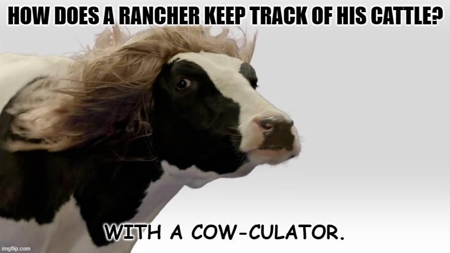 Daily Bad Dad Joke February 16, 2023 | HOW DOES A RANCHER KEEP TRACK OF HIS CATTLE? WITH A COW-CULATOR. | image tagged in fabio cow | made w/ Imgflip meme maker