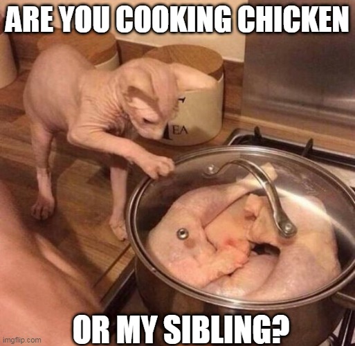 KITTY WANTS SOME OF YOUR CHICKEN | ARE YOU COOKING CHICKEN; OR MY SIBLING? | image tagged in cats,funny cats,chicken | made w/ Imgflip meme maker