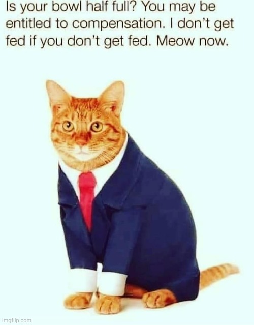 Meow Now, Operator's Are Waiting !!! | image tagged in meow | made w/ Imgflip meme maker