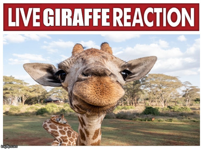 live giraffe reaction | image tagged in live giraffe reaction | made w/ Imgflip meme maker
