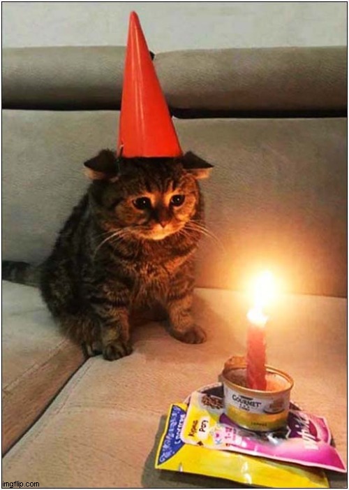 Sad Birthday Cat ! | image tagged in cats,birthday,sadness | made w/ Imgflip meme maker