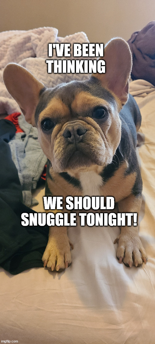 Cute Puppy | I'VE BEEN THINKING; WE SHOULD SNUGGLE TONIGHT! | image tagged in dog,cute puppy | made w/ Imgflip meme maker