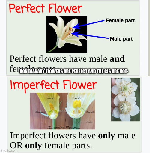 QUEER FLOWERS ARE PERFECT!!! u are a perfect flower :)))) | NON BIANARY FLOWERS ARE PERFECT AND THE CIS ARE NOT- | made w/ Imgflip meme maker