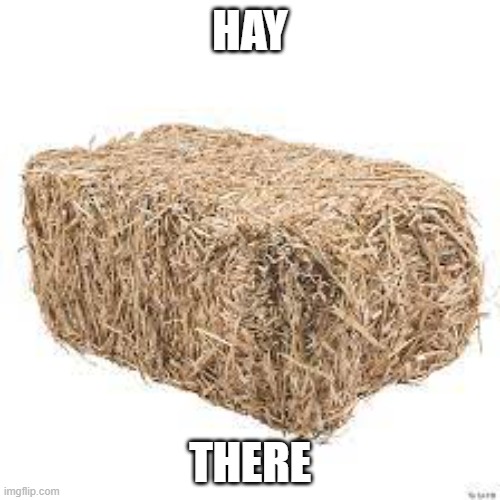 Hay There | HAY; THERE | image tagged in meme,funny memes,hay,funny | made w/ Imgflip meme maker