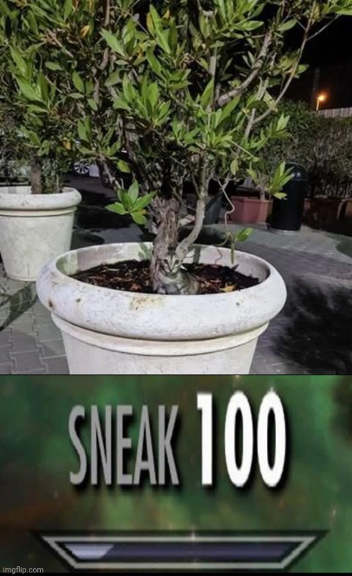 Cat plant camouflage | image tagged in sneak 100,cats,cat,plant,camouflage,memes | made w/ Imgflip meme maker