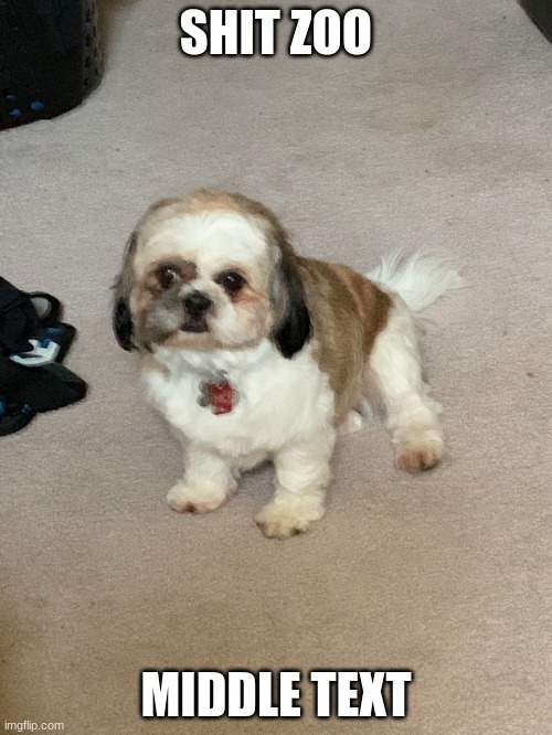 Shihtzu | SHIT ZOO; MIDDLE TEXT | image tagged in shihtzu | made w/ Imgflip meme maker