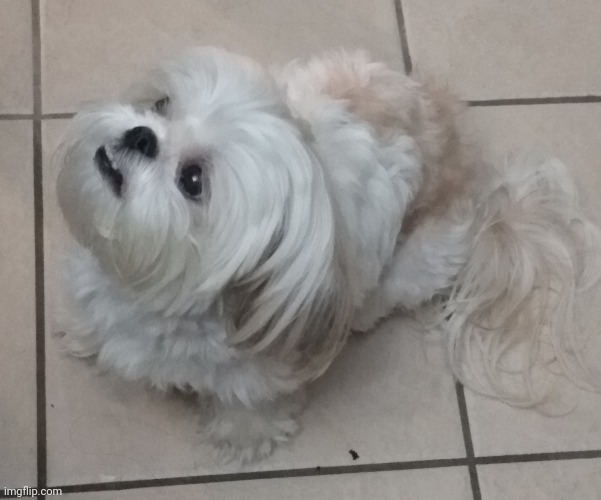 Dobg | made w/ Imgflip meme maker