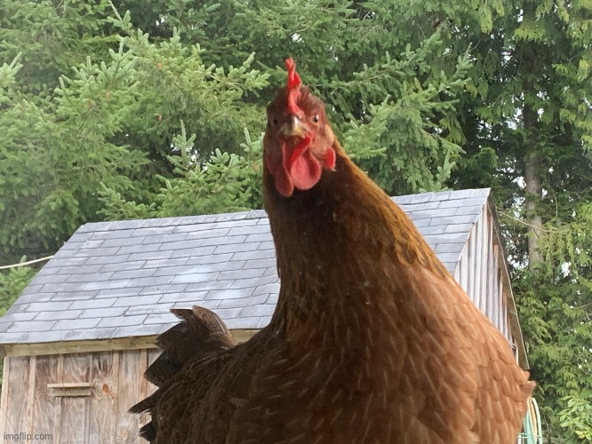 A picture of one of my chickens, make meme templates if you want | made w/ Imgflip meme maker