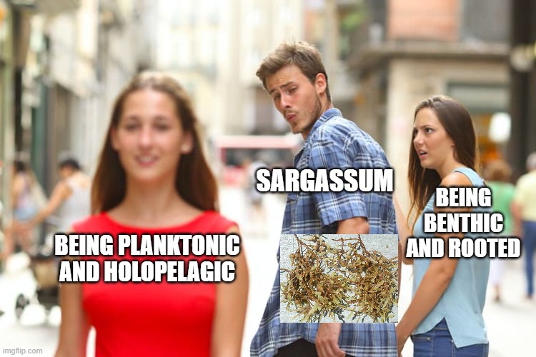 Distracted Boyfriend | SARGASSUM; BEING BENTHIC AND ROOTED; BEING PLANKTONIC AND HOLOPELAGIC | image tagged in memes,distracted boyfriend | made w/ Imgflip meme maker