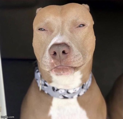 Light skin dog | image tagged in light skin dog | made w/ Imgflip meme maker