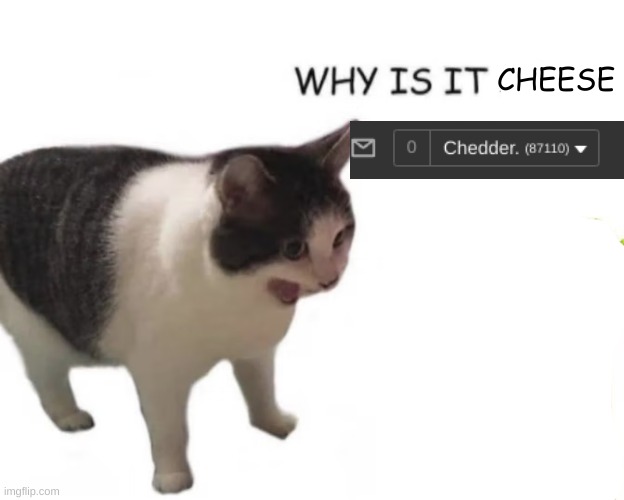 cat screaming | CHEESE | image tagged in cat screaming | made w/ Imgflip meme maker