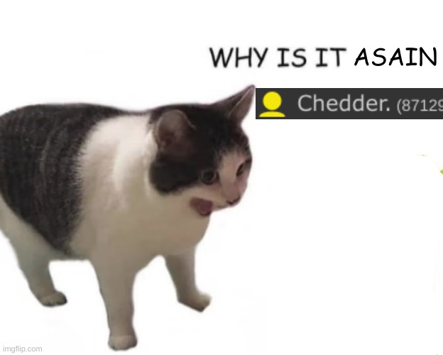 cat screaming | ASAIN | image tagged in cat screaming | made w/ Imgflip meme maker