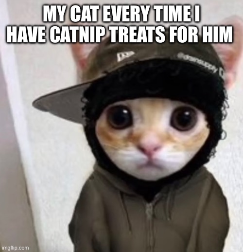 Thug kitty | MY CAT EVERY TIME I HAVE CATNIP TREATS FOR HIM | image tagged in catnip | made w/ Imgflip meme maker