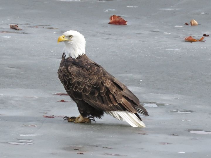 Eagle | image tagged in eagle,mississippi river | made w/ Imgflip meme maker