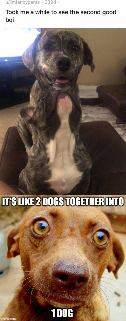 2 dogs into 1 dog | IT'S LIKE 2 DOGS TOGETHER INTO; 1 DOG | image tagged in wow-dog,dogs,dog,memes,meme,wow | made w/ Imgflip meme maker