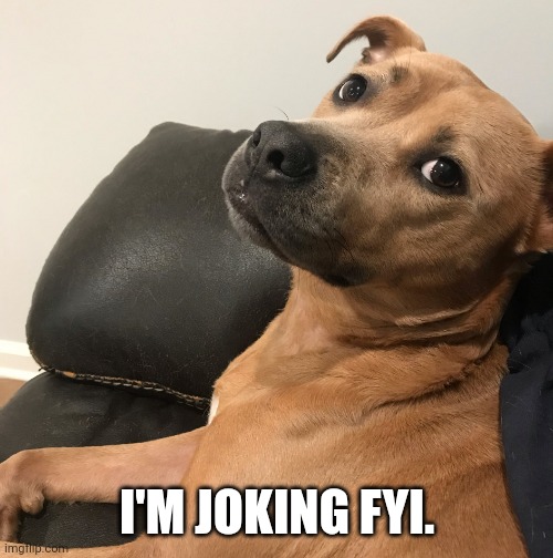 Expressive Dog | I'M JOKING FYI. | image tagged in expressive dog | made w/ Imgflip meme maker