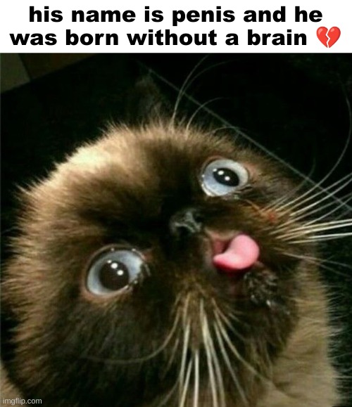 I still love him! | his name is penis and he was born without a brain 💔 | image tagged in the cat | made w/ Imgflip meme maker