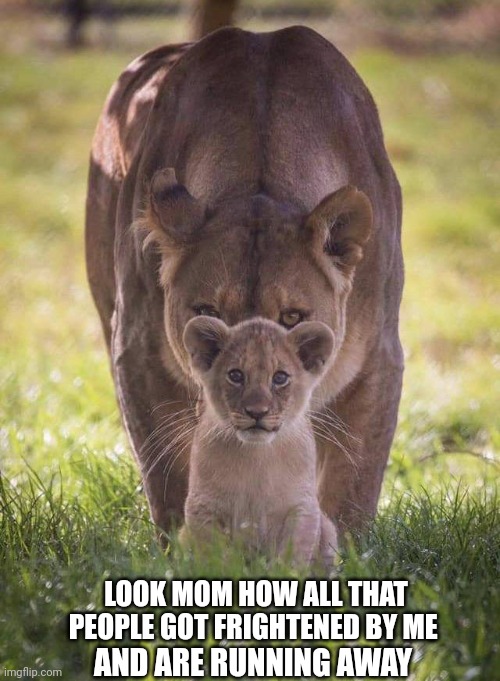 mother lion | LOOK MOM HOW ALL THAT PEOPLE GOT FRIGHTENED BY ME; AND ARE RUNNING AWAY | image tagged in mother lion | made w/ Imgflip meme maker