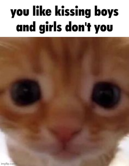 image tagged in cat staring at you | made w/ Imgflip meme maker