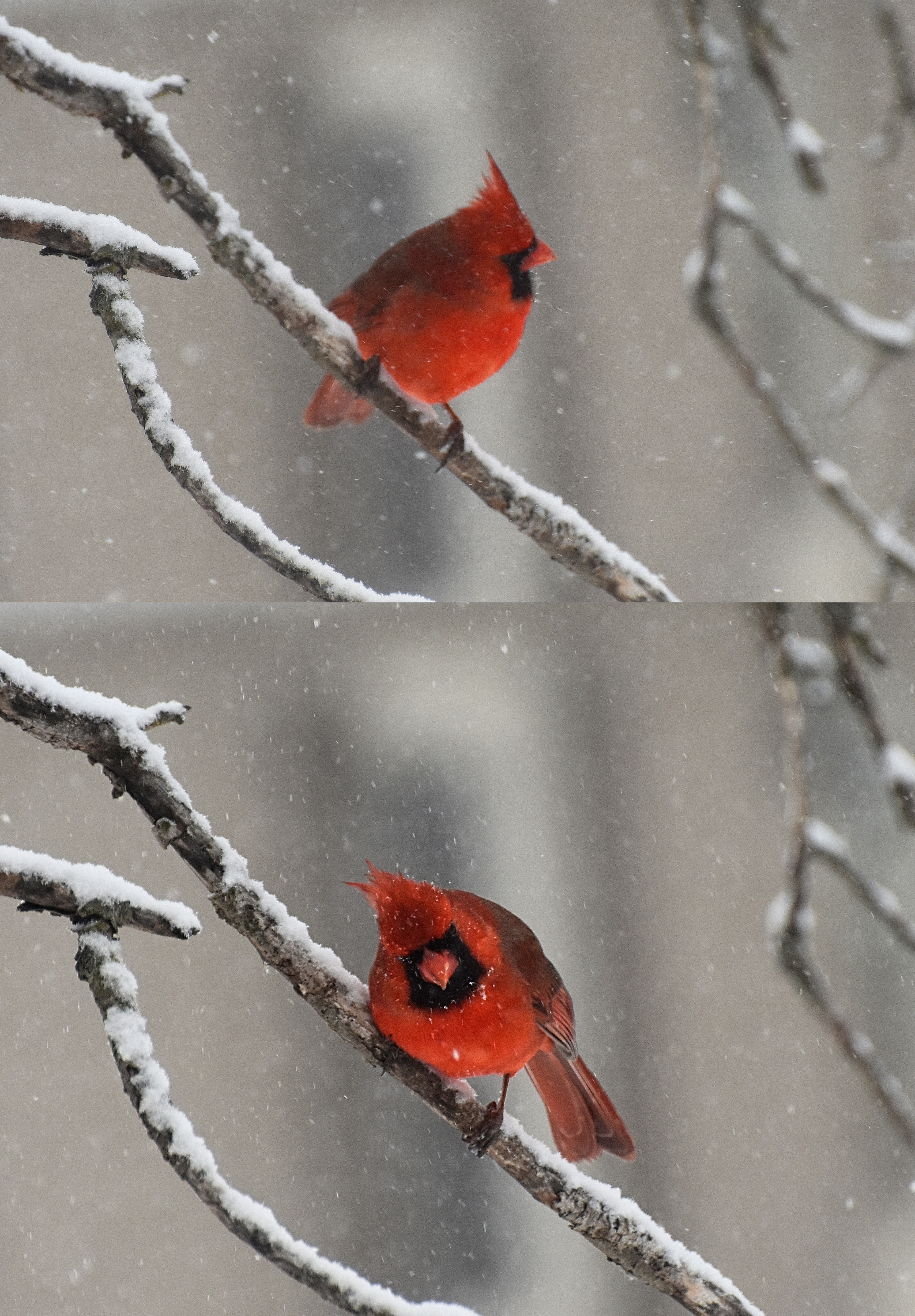 Cardinals in the snow | image tagged in cardinals,snow,kewlew | made w/ Imgflip meme maker
