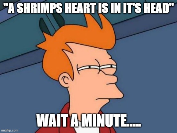 Hol' Up | "A SHRIMPS HEART IS IN IT'S HEAD"; WAIT A MINUTE..... | image tagged in memes,futurama fry | made w/ Imgflip meme maker