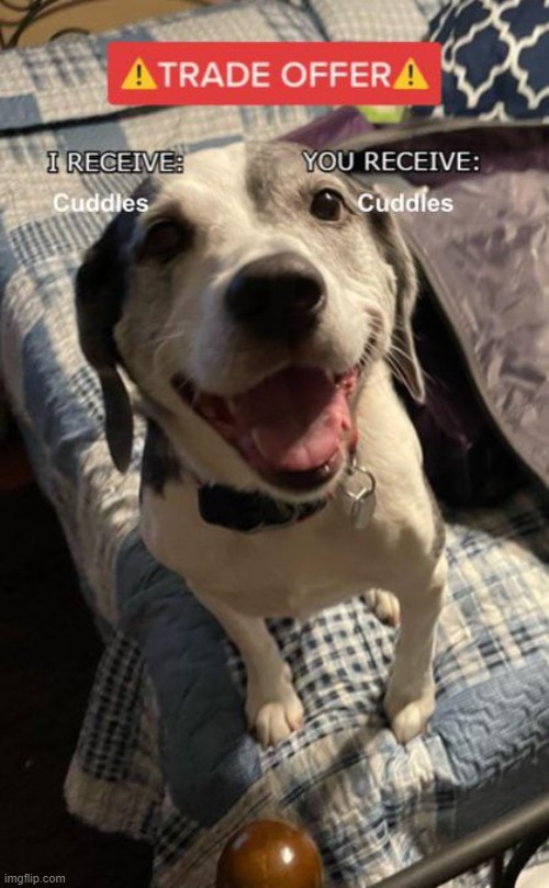 Cuddles! | image tagged in trade offer,repost,dogs,memes,wholesome,wholesome content | made w/ Imgflip meme maker