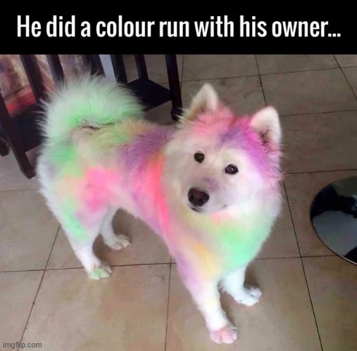 this is so wholesome | image tagged in color,memes,wholesome,repost,dogs,wholesome content | made w/ Imgflip meme maker