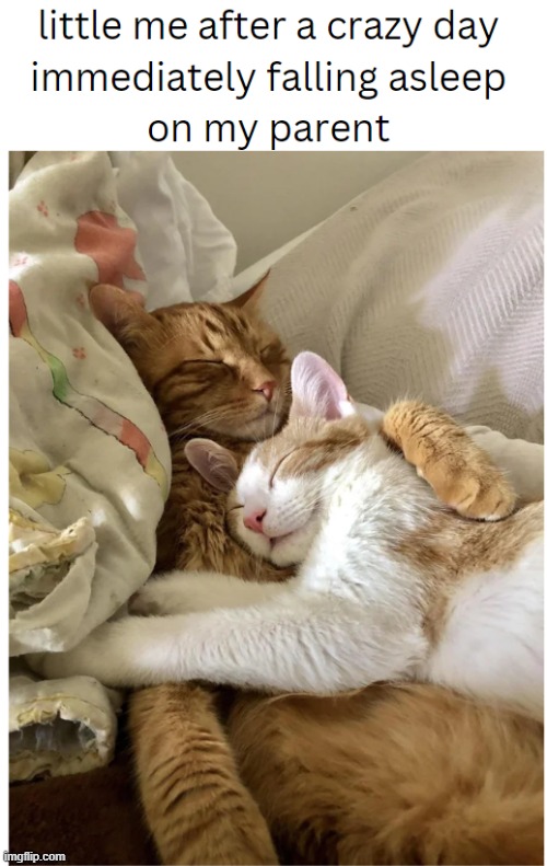 Immediate comfort and bliss | image tagged in cats,cute,wholesome,memes,repost,wholesome content | made w/ Imgflip meme maker