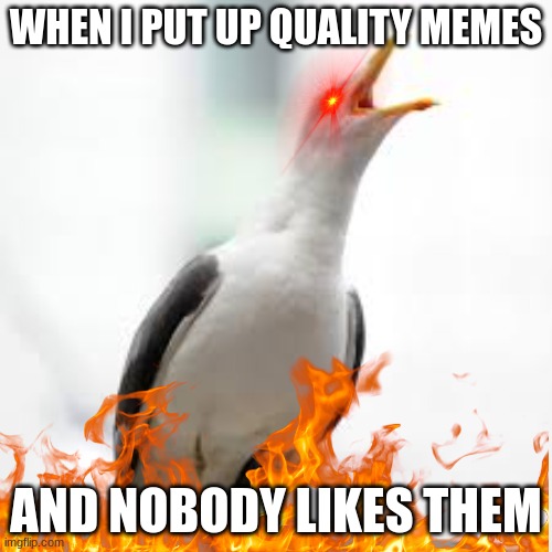 I am angry about this | WHEN I PUT UP QUALITY MEMES; AND NOBODY LIKES THEM | image tagged in fire,seagull | made w/ Imgflip meme maker