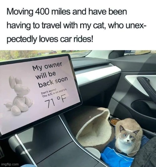 Kitty go vroom vroom | image tagged in cars,wholesome,memes,cats,repost,wholesome content | made w/ Imgflip meme maker