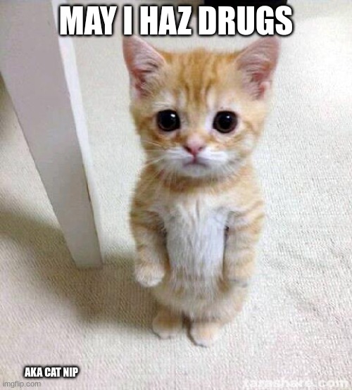 Cute Cat | MAY I HAZ DRUGS; AKA CAT NIP | image tagged in memes,cute cat | made w/ Imgflip meme maker