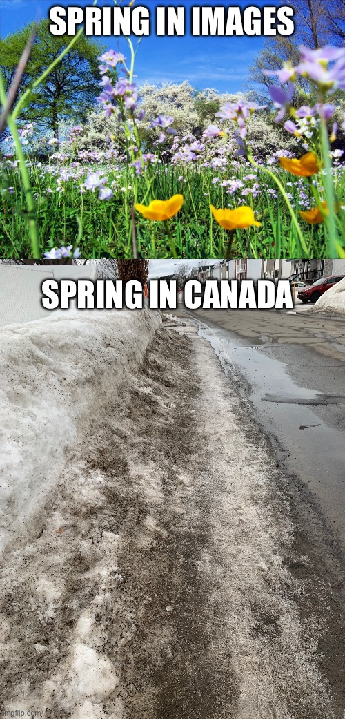 Well TECHNICALLY it’s not ACTUALLY Spring, but it has started | SPRING IN IMAGES; SPRING IN CANADA | image tagged in spring,canada | made w/ Imgflip meme maker