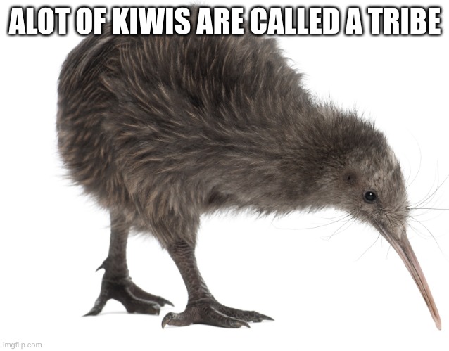 mhm | ALOT OF KIWIS ARE CALLED A TRIBE | image tagged in kiwi | made w/ Imgflip meme maker