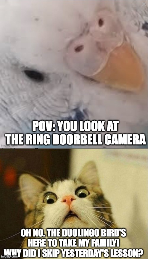 He's coming... | POV: YOU LOOK AT THE RING DOORBELL CAMERA; OH NO. THE DUOLINGO BIRD'S HERE TO TAKE MY FAMILY! WHY DID I SKIP YESTERDAY'S LESSON? | image tagged in white owl,memes,scared cat | made w/ Imgflip meme maker