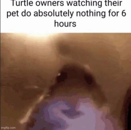 image tagged in bruh,lol,why are you reading this | made w/ Imgflip meme maker
