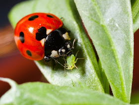 Lady bug Blank Meme Template