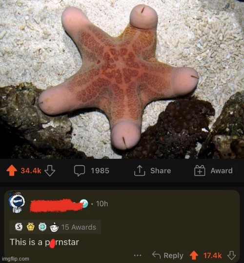 Cursed_Star | image tagged in dark humor,reddit,memes,cursed,comments,hold up | made w/ Imgflip meme maker